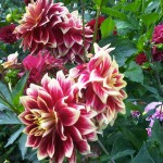 jardins manoir eyrignac - fleurs