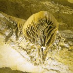 gouffre proumeyssac - petite meduse