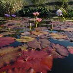 Nenuphar - Jardins d'eau