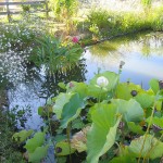 Etang - Jardins d'eau