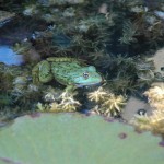 Grenouille - Jardins d'eau