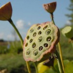 Lotus - Jardins d'eau