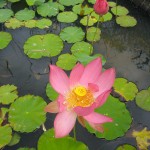 Lotus rose - Jardins d'eau