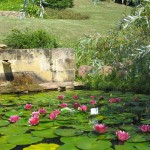 Nenuphars en fleurs - Jardins d'eau