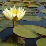 Nymphea jaune - Jardins d'eau