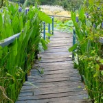 Ponton - Jardins d'eau