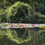 Reflets - Jardins d'eau