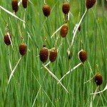 Typha minima - Jardins d'eau