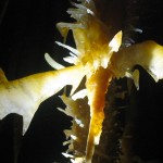 grotte maxange - ailes papillon