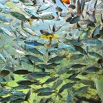 Aquarium du Bugue - petits poissons