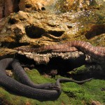 Aquarium perigord noir serpents