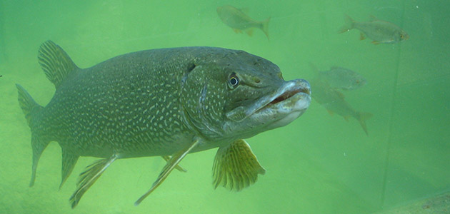 Aquarium du Périgord Noir